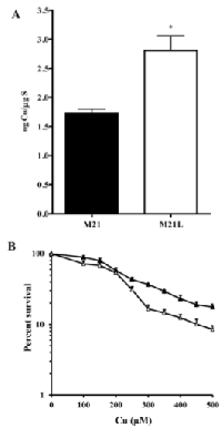Figure  5:  Effect  of  the  loss  of  αV  integrin  on  Cu  accumulation  and  cytotoxicity. 