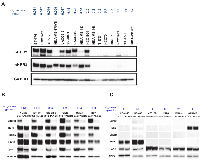 Figure 2:  HER3 is highly phosphorylated in TAK-285-sensitive cells but not in TAK-285-insensitive cells. 