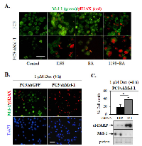 Figure 4:  Mcl-1 knockdown in PC3 increases DNA damage-associated γH2AX immunostain after 1198 + BA or Dox  treatment.  (A) 