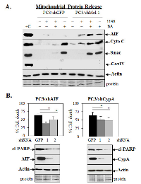 Figure 5:  AIF or CypA knockdown in PC3 lowers cell death after 1198 + BA treatment.  (A 
