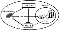 Figure 7:  Mechanisms whereby Mcl-1 protects PCa from DNA damage inducing agents. 