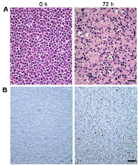 Figure  2:  Representative  light  microscopy  images  of  histology  slides  at  40×  magnification  from  in vitroexperiments. 