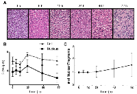 Figure 3:  Results of time-dependent histological analysis on AML-5 cell samples in vitro . 