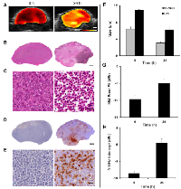 Figure 5:  In vivo  