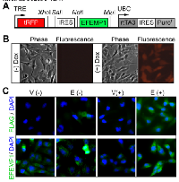 Figure 2:  Inducible lentiviral vector overexpressing  EFEMP1. 