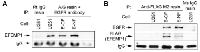 Figure 3:  EFEMP1 and EGFR bind  