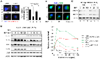 Figure 4:  EFEMP1 blocks EGF in activation of EGFR. 