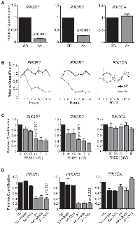 Figure 2:  The PI3K regulatory subunit genes PIK3R1  and PIK3R3  are direct targets of the AR.  (A) 