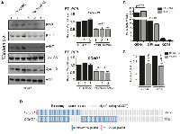 Figure 4:  Depletion of p85ɑ reduces pAKT in LNCaP cells and decreases cell proliferation.  (A) 