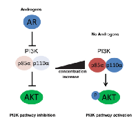 Figure 6:  AR-mediated repression of the p85ɑ  protein  results  in  destabilisation  of  the  PI3K  p110ɑ  catalytic subunit and downstream PI3K pathway  inhibition. 