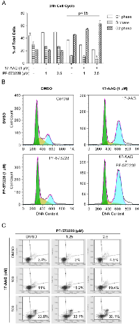 Figure 3: Inhibition of FAK enhances the effect of Hsp90 inhibitor on G2 cell cycle arrest and early apoptotic markers  in H460 cells. 