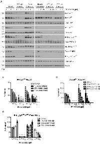 Figure 4:  Co-treatment of Hsp90 and FAK inhibitors reduces canonical survival signaling and induces apoptotic  markers in H460 cells. 