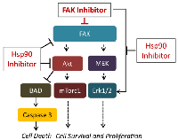 Figure 6:  Proposed model for the combination effect of FAK and Hsp90 inhibitors. 