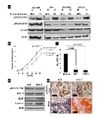 Figure 1: Hypoxia-induced expression of pSTAT3 Tyr705. 