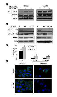 Figure 5:  HO-3867 targets pSTAT3 Tyr705. 