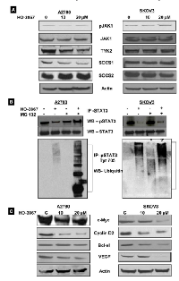 Figure 6:  HO-3867 targets pSTAT3 Tyr705 specifically  via ubiquitin-proteosome degradation. 