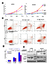 Figure 7:  HO-3867 inhibits cell proliferation and induces apoptosis. 