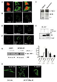 Figure 1: BCR/ABL-OOF localized predominantly in endosomes of HeLa cells where it interacts with p160 BCR. 