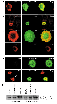 Figure 2:  Rac is activated in cells transfected with pcDNA BCR/ABL-OOF. 