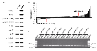 Figure 1: Identification of differentially expressed miRNAs in HER2-overexpressed breast epithelial cells. 