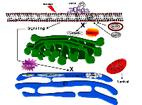 Figure 11:  Schematic summary of the effect of ceramide modulators. 