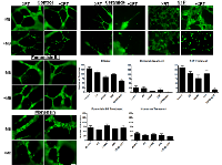 Figure 7:  Images and summary of formed tubes. 