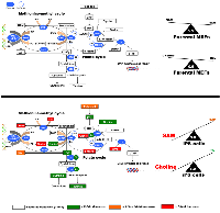 Figure 2: Metabolomic profile of the methionine/folate bi-cyclic 1C metabolism in iPS cells. 
