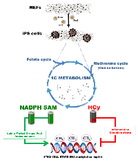 Figure 3:  Balancing methylogenesis, redox, and inflammation. 