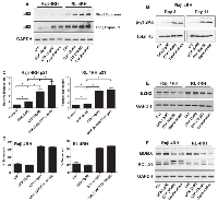 Figure 4:  Raji 4RH and RL 4RH cell lines were treated as indicated for 11 days. 