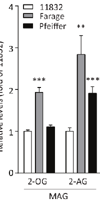 Figure  3: Monoacylglycerol  (MAG)  levels  in  cell  lysates  of  untreated  Pfeiffer,  Farage  and  LBCL11832  cells. 