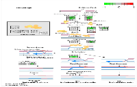 Figure 5:  Circadian disruption induced changes to the homologous recombination pathway. 