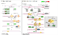 Figure 6:  Circadian disruption induced changes to the mismatch repair and nucleotide excision repair  pathways. 