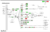 Figure 7:  Circadian disruption induced changes to the p53 signaling pathway. 