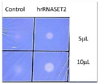 Figure 2:  RNase activity assay. 