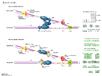 Figure 2: The KEGG DNA replication pathway. 