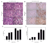 Figure 2:  High magnification (a) H&E and (b) ISEL stained histological sections of treated MDA-MB-231 tumors (24  h cohort). 
