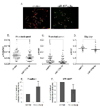 Figure 3:  miR-125a-3p impairs the morpho-kinetic coordinated collective migration. 