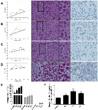 Figure 1: Normalized power spectra (left column), Haematoxylin and eosin stain (centre column), and ISEL &  toluidine blue stain (right column) for A. Time-match control B. 6 hour paclitaxel, C. 12 hour paclitaxel, and D. 24  hour paclitaxel treatment exposures.