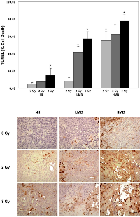 Figure 3:  High magnification (TUNEL) staining at 24 hours after treatment and quantification of tumor cell death. 