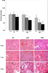 Figure 4:  Hematoxylin and eosin staining, and nuclear size assessment.