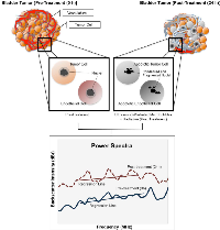 Figure 5:  Schematic representation of QUS analysis in bladder cancer xenografts.