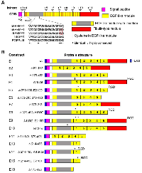 Figure 1: Depictures of wild-type and engineered variants of EFEMP1.