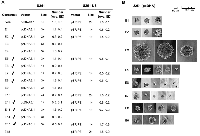 Figure 2: Soft agar colony formation assay.