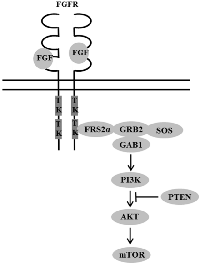 Figure 1:  FGFR interaction with PI3K/AKT/mTOR pathway.