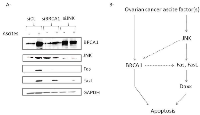 Fig.6:  Ascites-induced JNK is placed upstream the induction of Fas and FasL expression. 