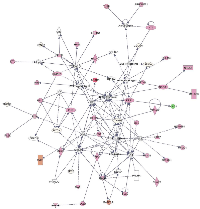 Figure 3:  “Cell Death and Survival, Cancer, Gastrointestinal disease” network of 70 proteins observed de-regulated  in tumoral prostate tissue by the iterative Ingenuity Pathway Analysis software program.