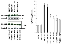 Figure 2:  Blockade of CCN1 down-regulates FASN and VEGF in HRG-overexpressing breast cancer cells.