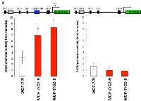 Figure 3:  CCN1 overexpression activates the FASN  gene promoter in a SREBP-dependent manner.