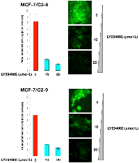 Figure 5:  CCN1 overexpression up-regulates FASN via activation of the PI-3K pathway.