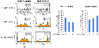 Figure 9:  CCN1 overexpression exacerbates breast cancer cell sensitivity to FASN inhibition.